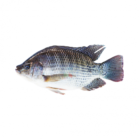 Kanohana - Ikan Nila/Tilapia 600Gr